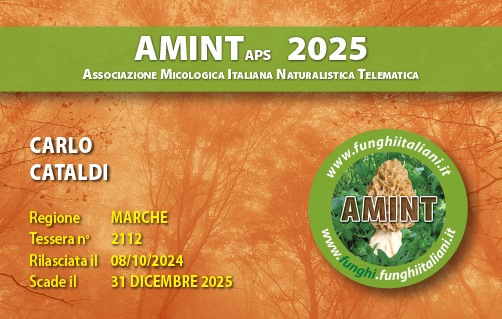 Tessera-AMINT-2112-2025.jpg