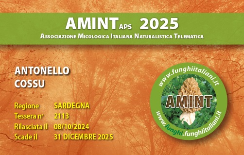 Tessera-AMINT-2113-2025.jpg