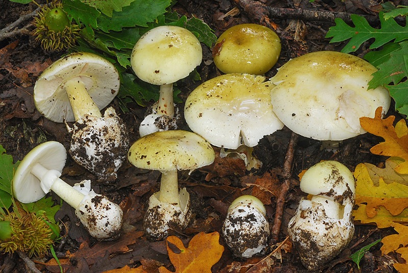 Amanita-phalloides-03.jpg