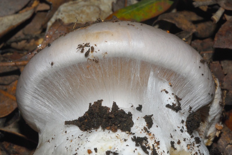 Cortinarius-aleuriosmus-(sp-A)-01-TL241022-01.jpg