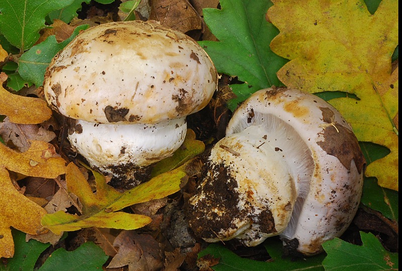 Cortinarius-aleuriosmus-A-02-3-TL241027-01.jpg