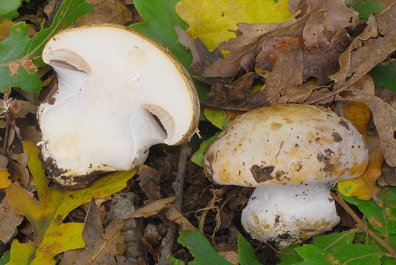 Cortinarius-aleuriosmus-A-08-TL241027-01.jpg