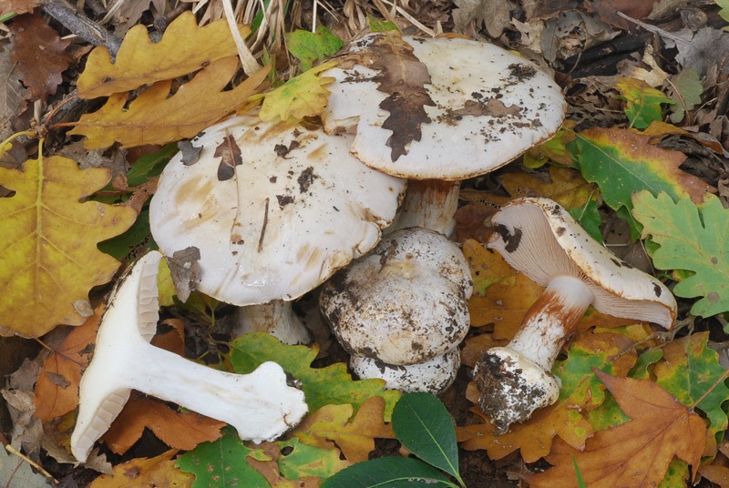 Cortinarius-aleuriosmus-B-03.jpg