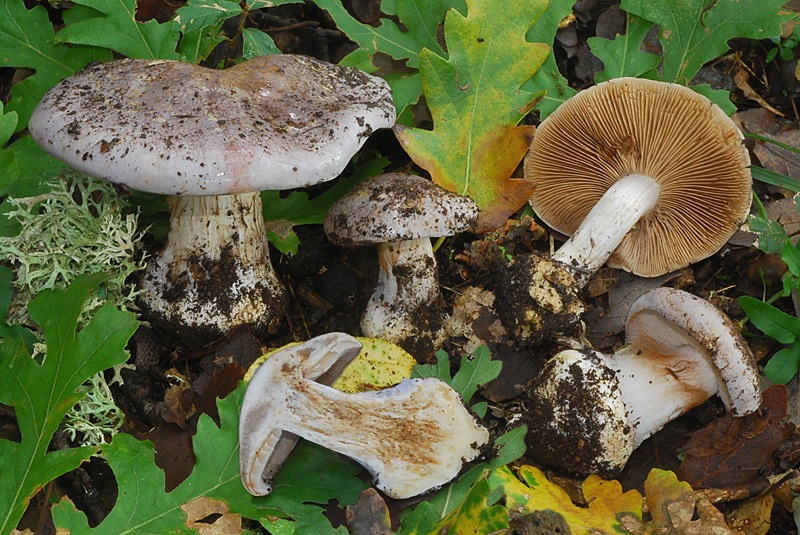 Cortinarius-caerulescens-(sp-A)-06-10-TL241026-01.jpg