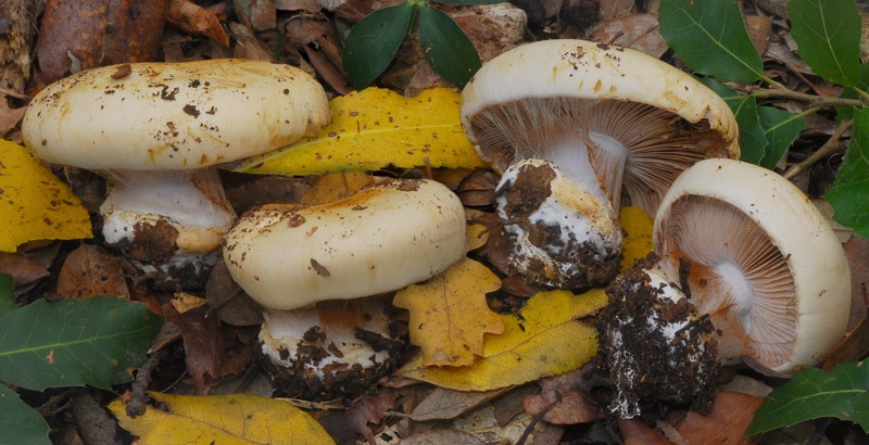 Cortinarius-caroviolaceus-(Sp-G)-04-TL241022-04.jpg