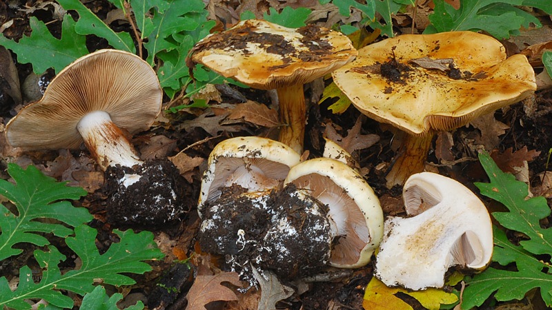 Cortinarius-caroviolaceus-08-19-TL241027-03.jpg