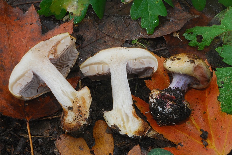 Cortinarius-cfr-catharinae-(sp-C)-02-TL241025-03.jpg