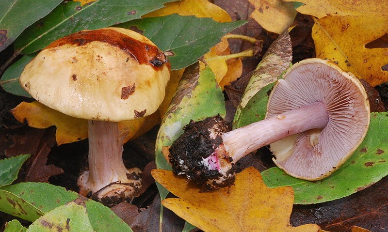 Cortinarius-cfr-catharinae-(sp-D)-02-4-TL241025-04.jpg