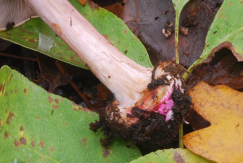 Cortinarius-cfr-catharinae-(sp-D)-05-TL241025-04.jpg