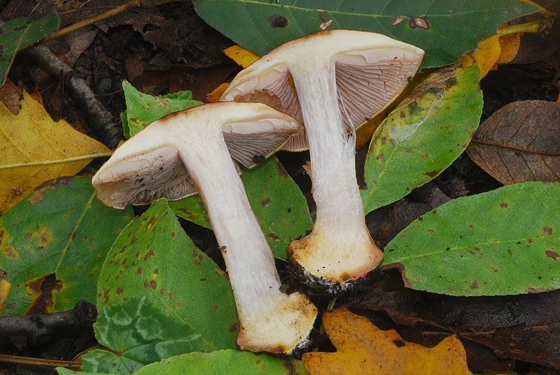 Cortinarius-cfr-catharinae-(sp-D)-07-TL241025-04.jpg