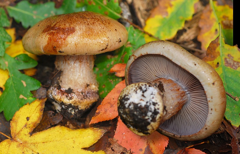 Cortinarius-cfr-subrubrovelatus-(sp-F)-01-6-TL241025-06.jpg