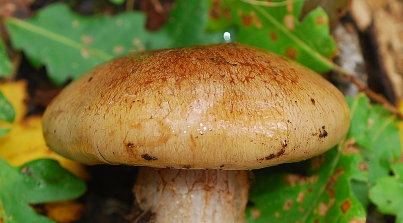 Cortinarius-cfr-subrubrovelatus-(sp-F)-02-TL241025-06.jpg