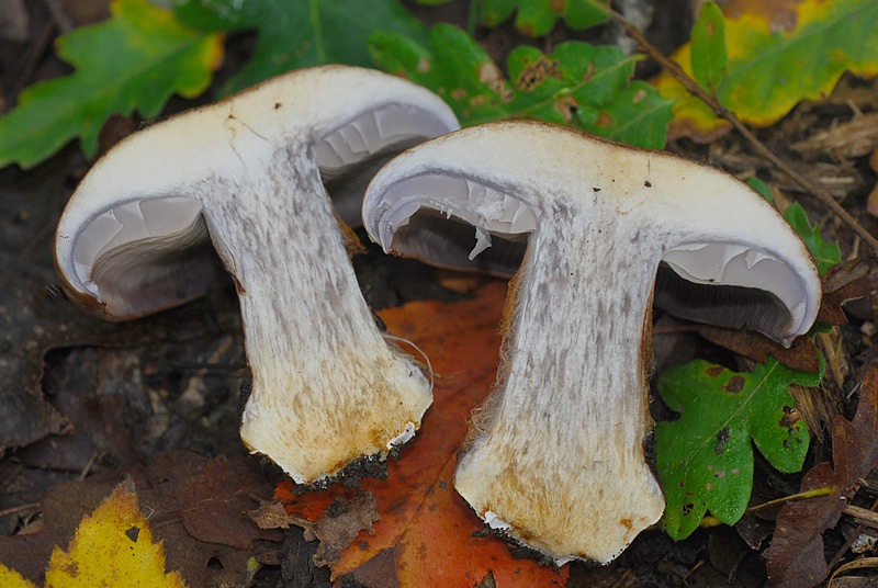 Cortinarius-cfr-subrubrovelatus-(sp-F)-07-TL241025-06.jpg