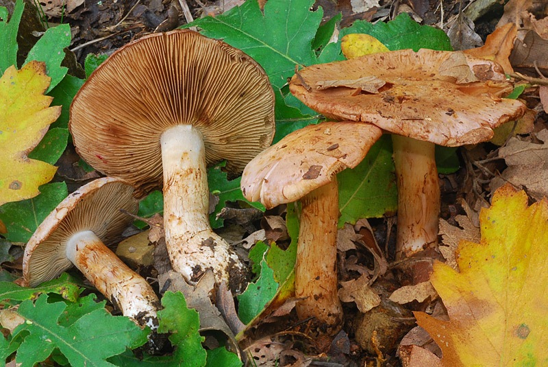 Cortinarius-chromatophilus-02-3-TL241027-04.jpg