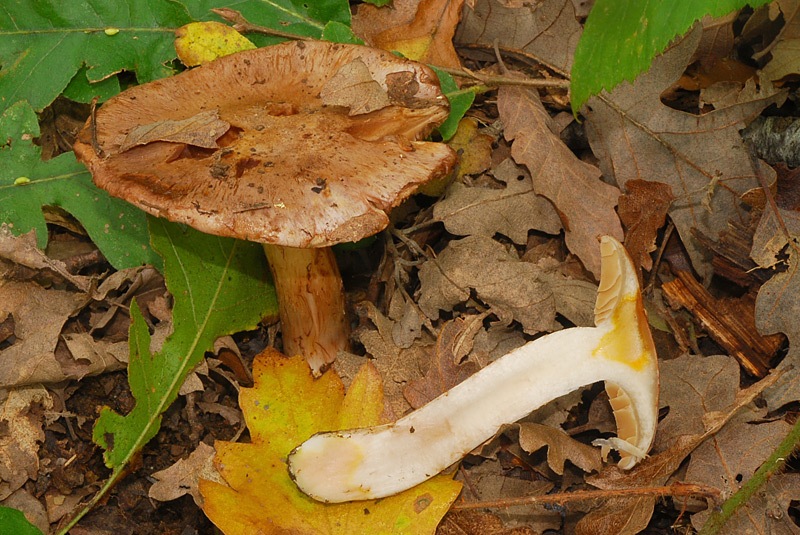 Cortinarius-chromatophilus-09-TL241027-04.jpg