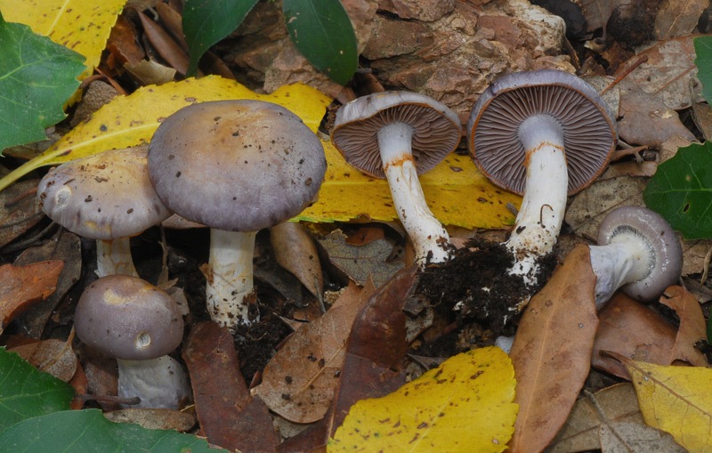 Cortinarius-dryosalor-(Sp-E)-09-TL241022-02.jpg