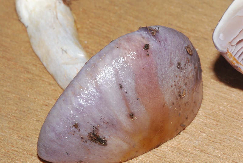 Cortinarius-dryosalor-(Sp-E)-12-KOH-TL241022-02.jpg