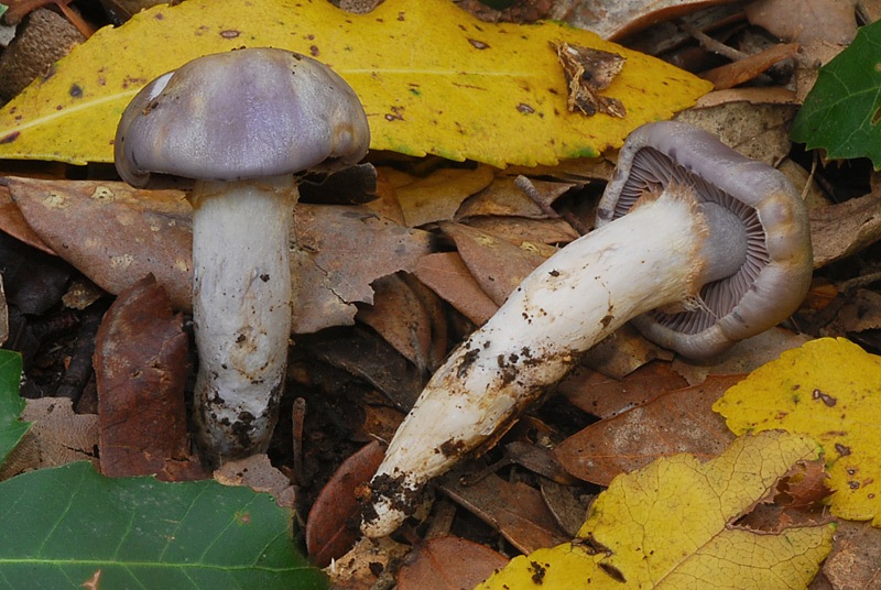 Cortinarius-dryosalor-(Sp-F)-04-TL241022-03.jpg