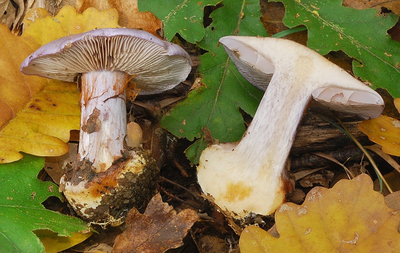 Cortinarius-terpsichores-03-9-TL241027-05.jpg