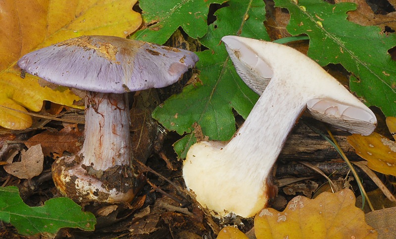 Cortinarius-terpsichores-07-TL241027-05.jpg