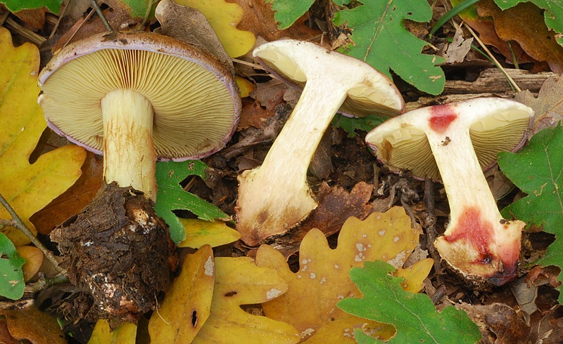 Cortinarius-xanthophillus-01-14-TL241027-06.jpg