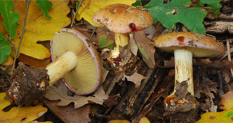 Cortinarius-xanthophillus-01-4-5-TL241027-06.jpg