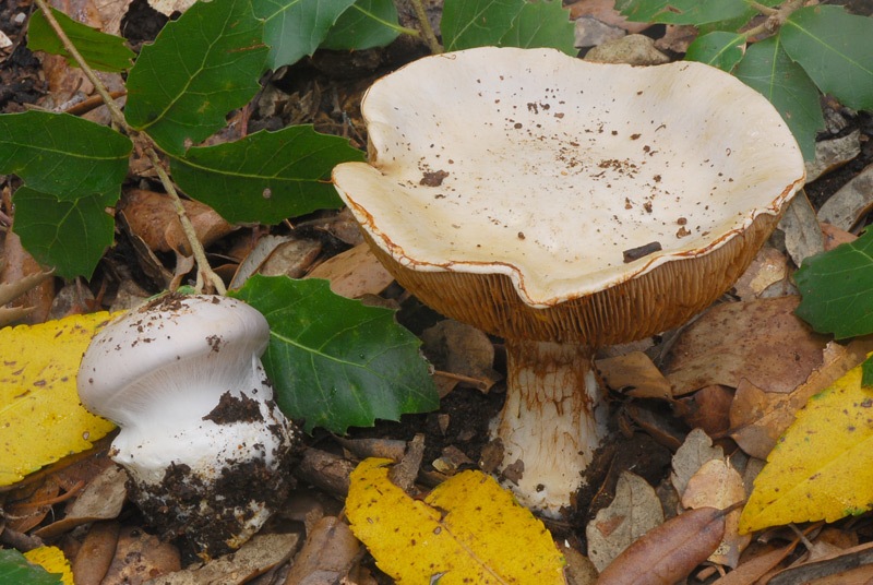 Cortinarius aleuriosmus (sp A) 01 TL241022-10.jpg