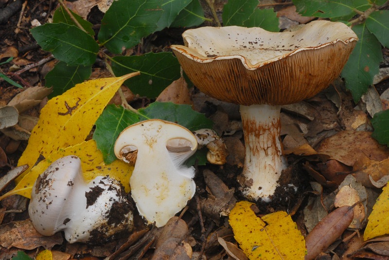 Cortinarius aleuriosmus (sp A) 01 TL241022-15.jpg