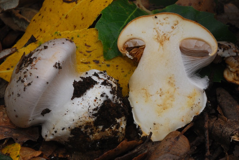 Cortinarius aleuriosmus (sp A) 01 TL241022-17.jpg