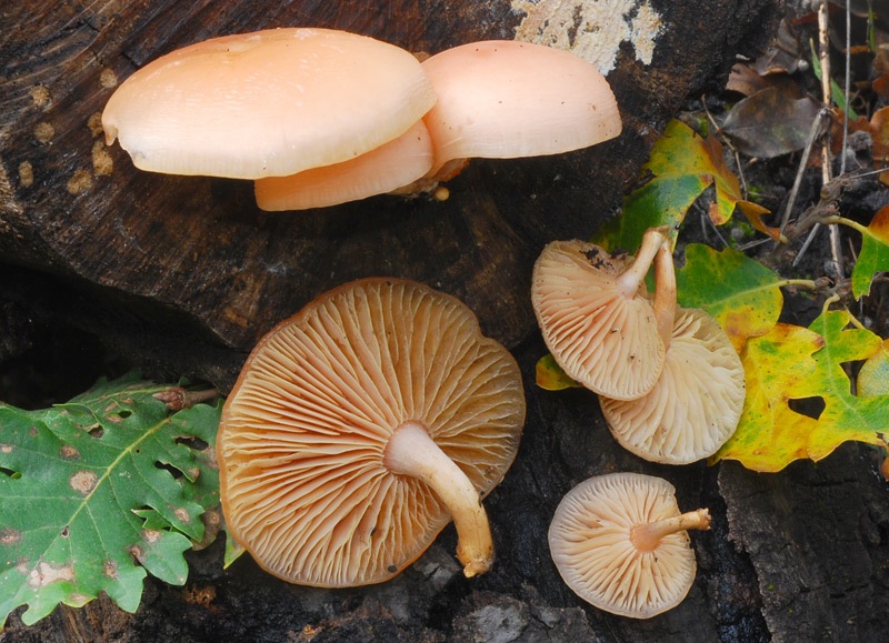 Rhodotus-palmatus-01-TL241026-05.jpg