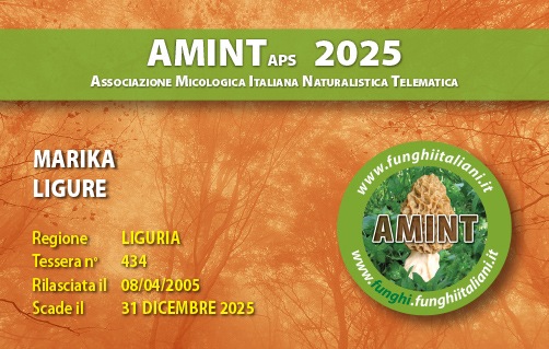 Tessera-AMINT-0434-2025.jpg