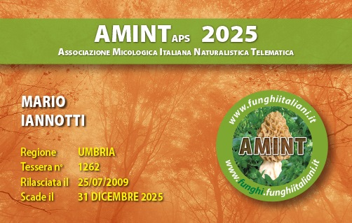 Tessera-AMINT-1262-2025.jpg