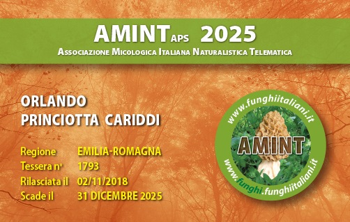 Tessera-AMINT-1793-2025.jpg