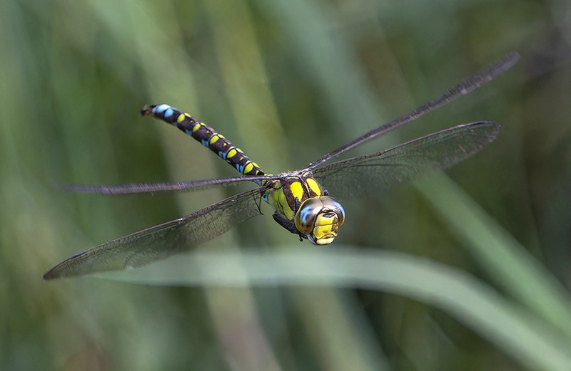 Aeshna-cyanea_-maschio-in-volo-(46)---Copia.jpg.f6f9d2bc87e45358912ab6225d30283a.jpg