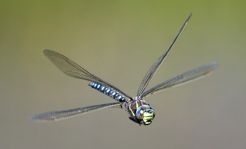 Aeshna-juncea_-maschio-in-volo-(74)---Copia.jpg.07a611dc6ca0ee17c342d5d334478f88.jpg