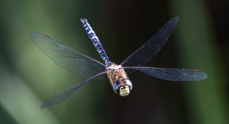 Aeshna-mixta_-maschio-in-volo-(135)---Copia.jpg.c4472c24d719ca61dfdf3c2c936a9ad7.jpg