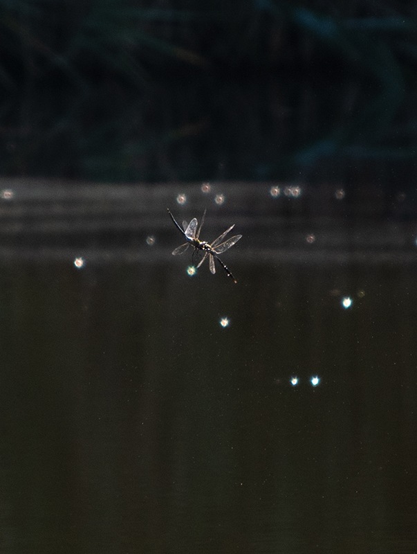 Anax-imperator_-maschio-in-volo-(27)---Copia.jpg.55011a6468fc2622c49c3026a4ab3ba3.jpg