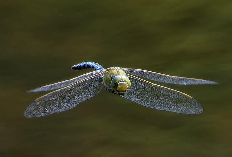 Anax-imperator_-maschio-in-volo-(80)---Copia.jpg.1e084e895e9af0145e7fa40e1686db5f.jpg