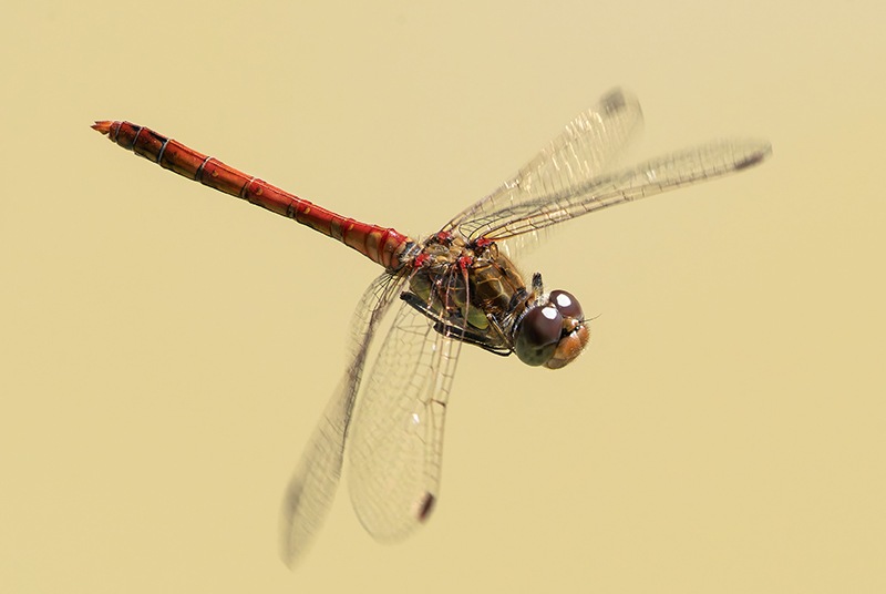 Sympetrum-striolatum_-maschio-in-volo-(34)---Copia.jpg.991b7edcd58a9c07879bb5914d3f4bfe.jpg